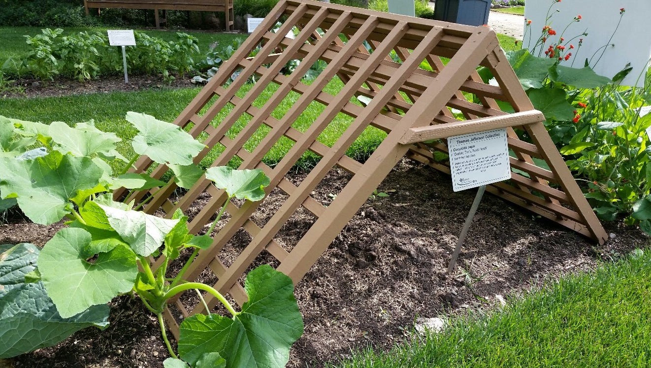 How to deal with too much rain in the garden