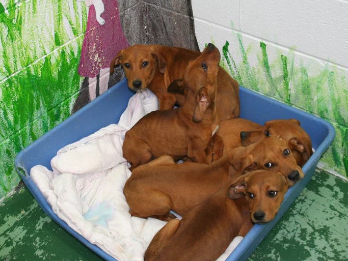 These five male puppies were discovered Friday morning