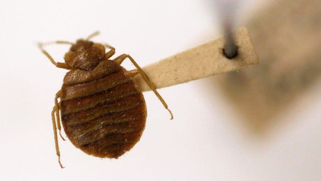 Bed Bugs What To Know About Bedbugs Hotels And Travel