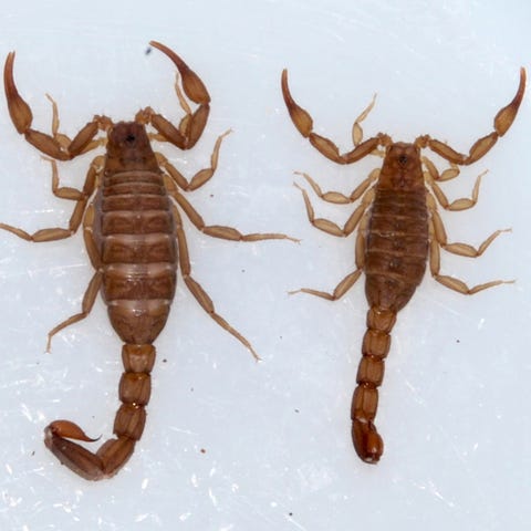 Two scorpions.