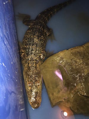 A second alligator was caught  in Whitney Point on Monday.