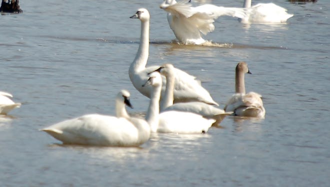 Tundra swan is one of the species seen by the author and his wife in their travels.