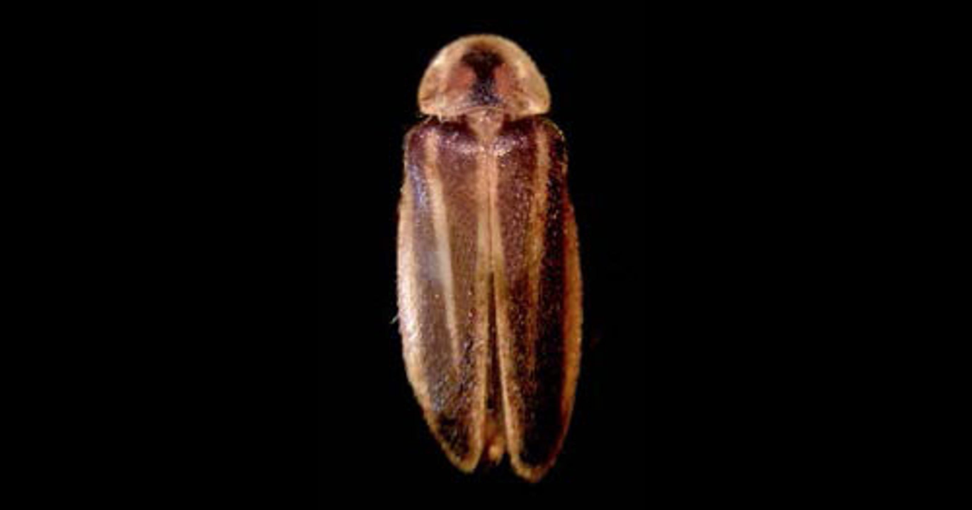 Incredibly Rare Firefly Only Lights Up Bethany Beach