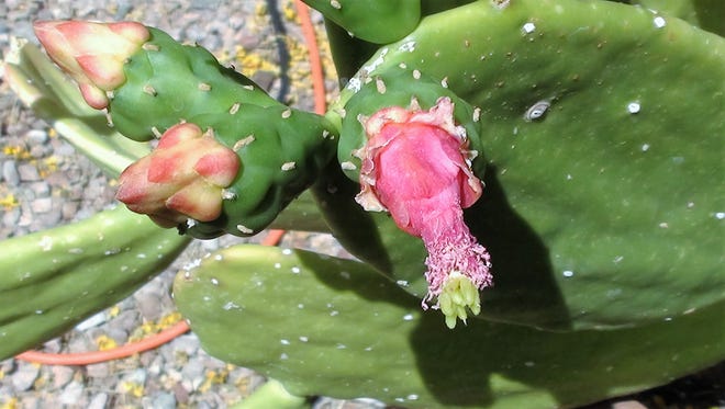 prickly pear flower drop