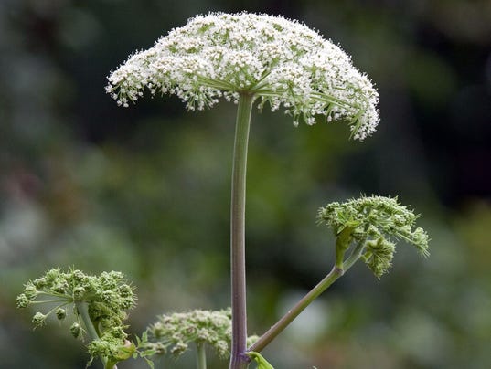 Image result for giant hogweed