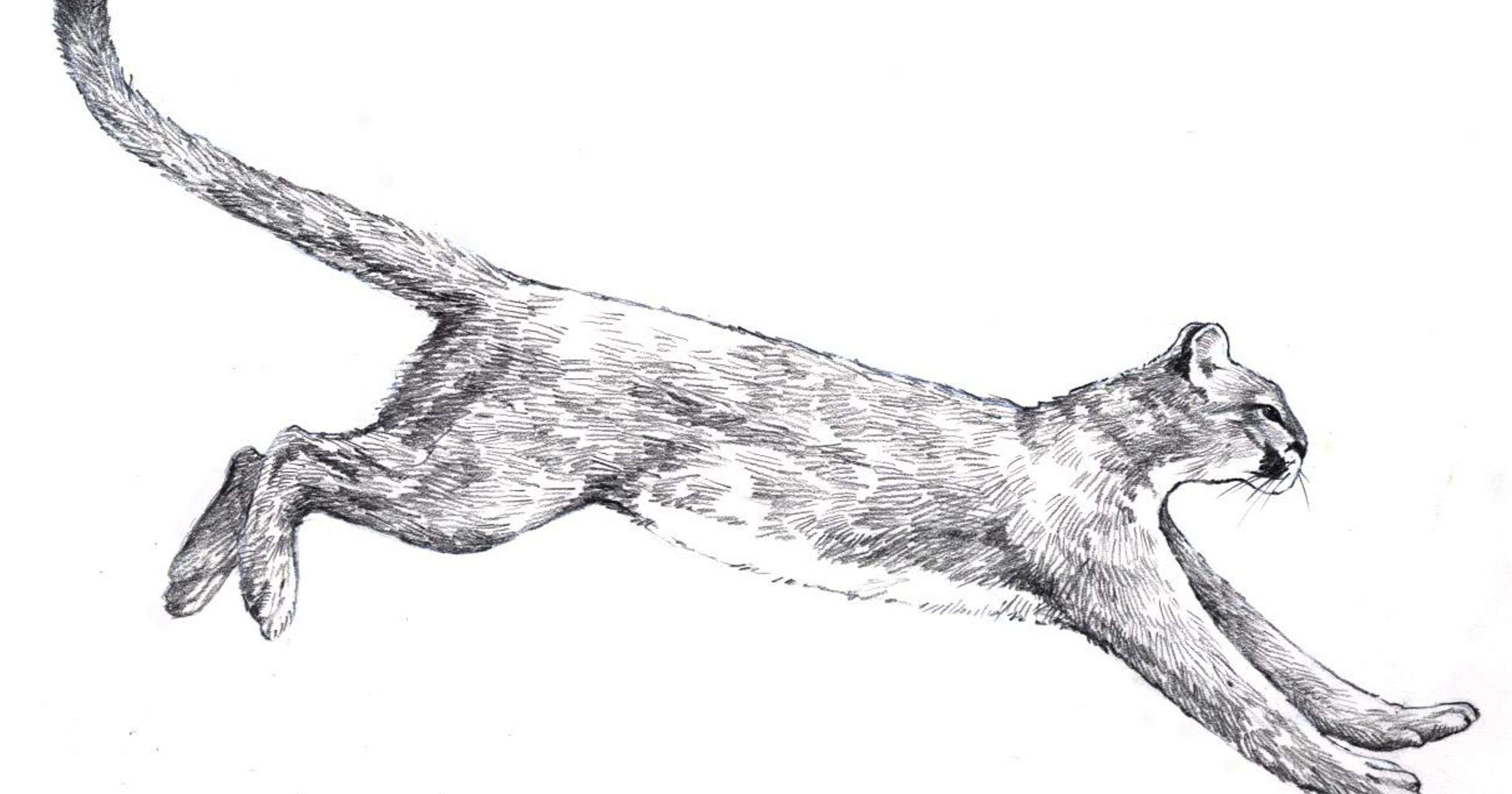 Have you seen a mountain lion?