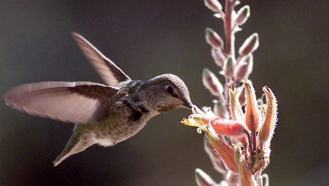 Hummingbirds will be one of the species novice birders should have no trouble spotting at the Verde Valley Birding and Nature Festival.