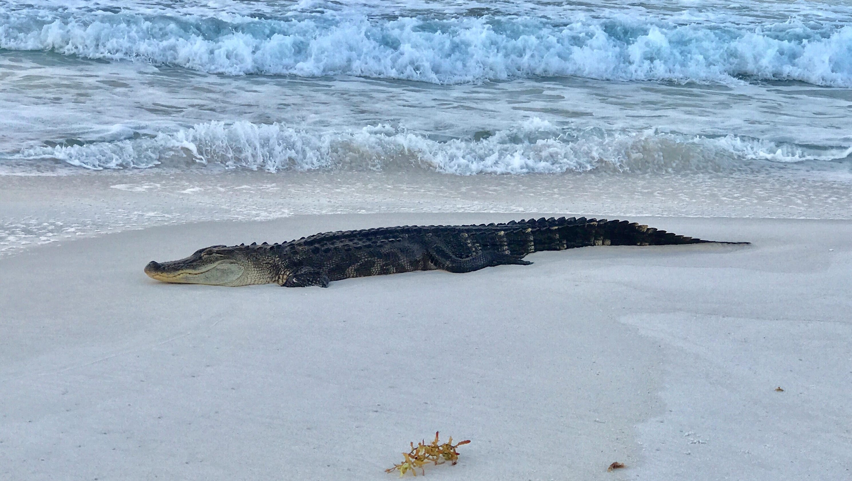 Alligator Spotted On Pensacola Beach