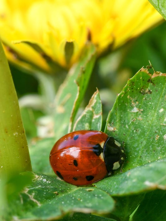 How To Introduce Good Bugs In Your Garden To Eat The Bad Bugs
