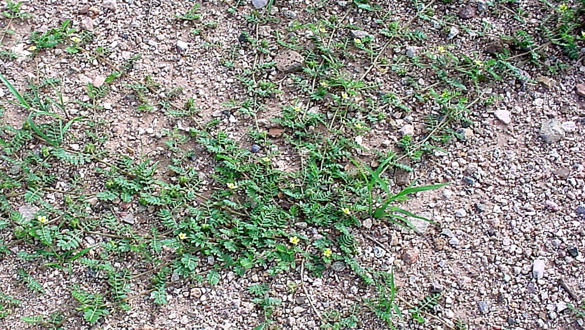 Eliminating Goathead Burs Requires 3 Pronged Approach