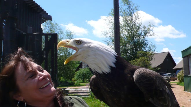 
In this file photo, Marge Gibson reacts as a bald eagle at Antigo’s Raptor Education Group Inc. speaks its mind. Gibson is urging individuals and communities to be considerate of wildlife during Fourth of July celebrations.
