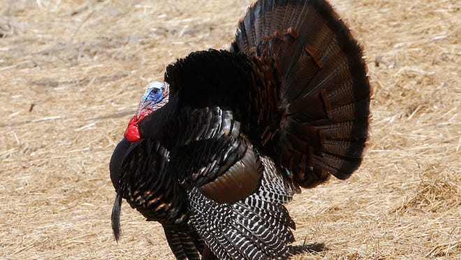 A wild tom turkey spreads his tail and puffs out his feathers as he approaches a hen in a field in Zelienople, Pa. on Saturday, May 2, 2015, the first day of Pennsylvania's Spring Gobbler hunting season. The season last through May 30 and only birds with beards are permitted to be harvested.