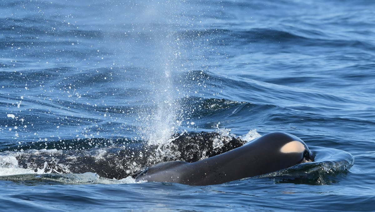 In this photo taken Tuesday,  provided by the Center for Whale Research, a baby orca whale is being pushed by her mother after being born off the Canada coast near Victoria, British Columbia. The new orca died soon after being born. Ken Balcomb with the Center for Whale Research says the dead calf was seen Tuesday being pushed to the surface by her mother just a half hour after it was spotted alive. Balcomb says the mother was   observed propping the newborn on her forehead and trying to keep it near the surface of the water.