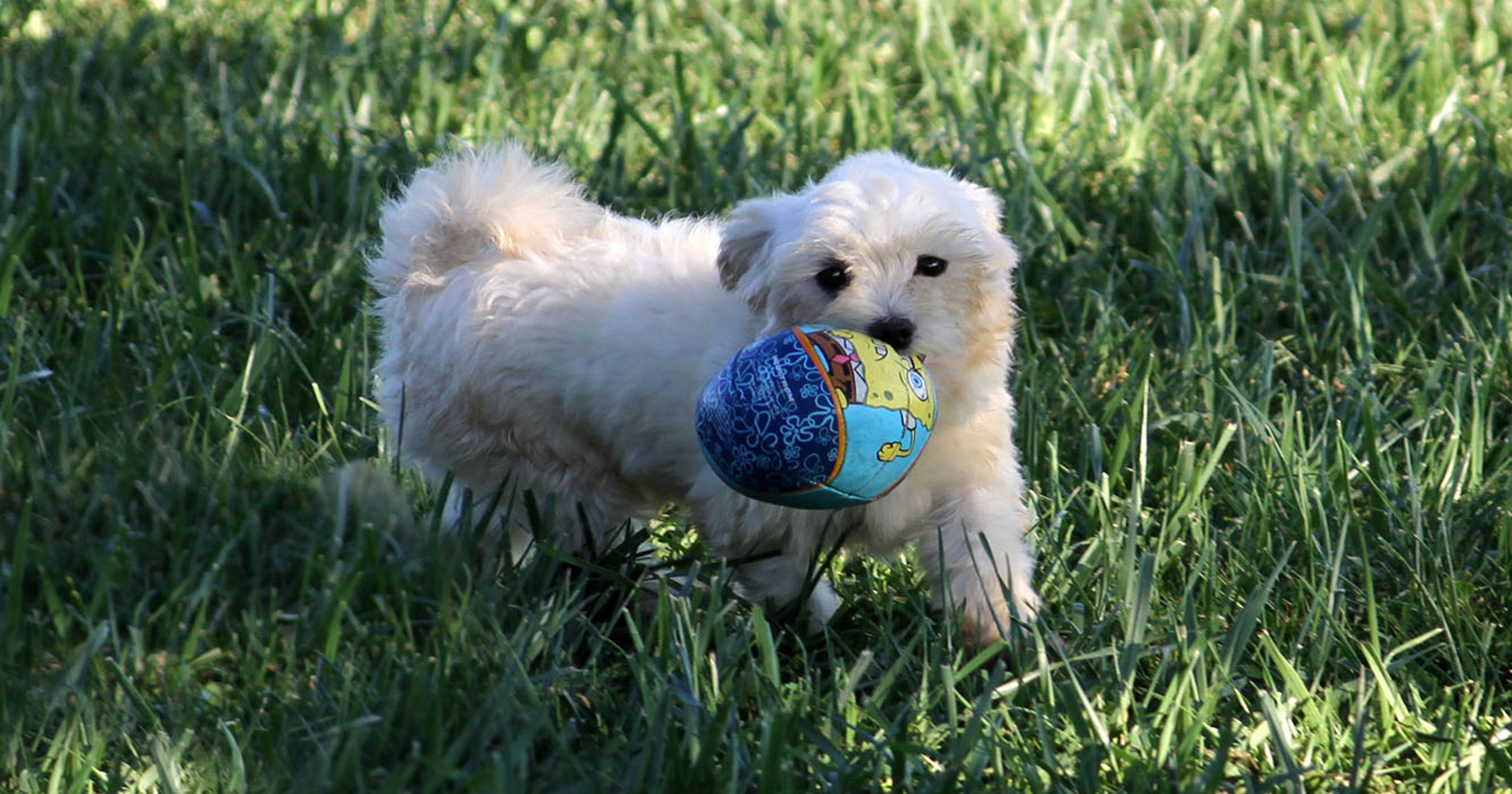 Amish aim to restore dog breeding rep