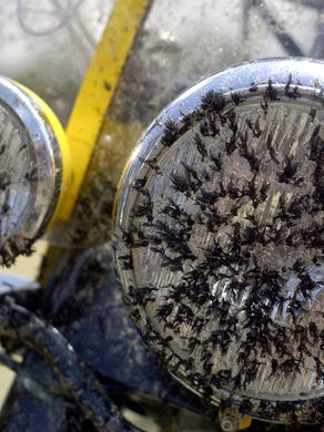 How To Really Clean Lovebugs Off Your Windshield And Car