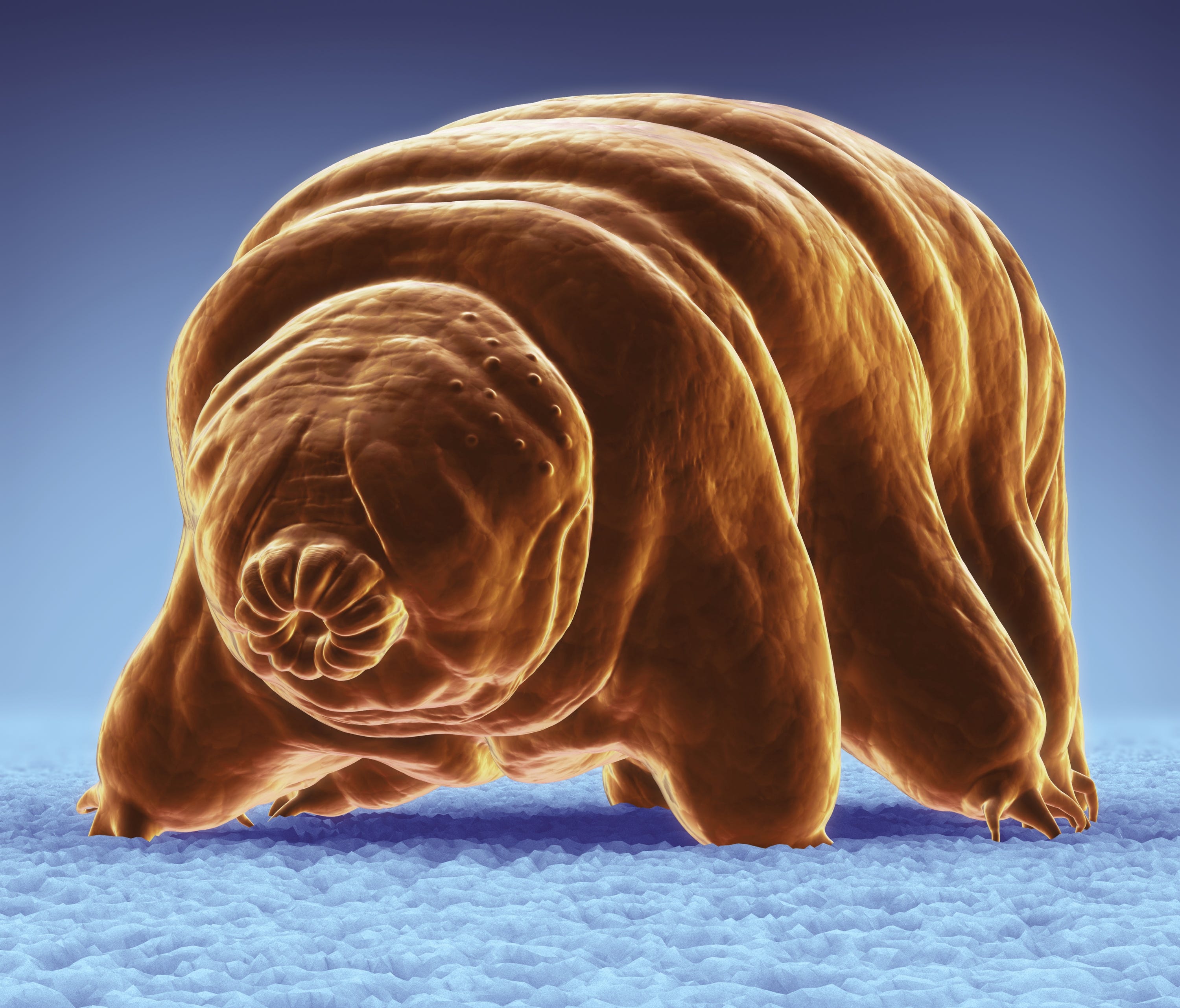The world's most indestructible species, the tardigrade, an eight-legged micro-animal will survive until the Sun dies, according to a new Oxford University study.