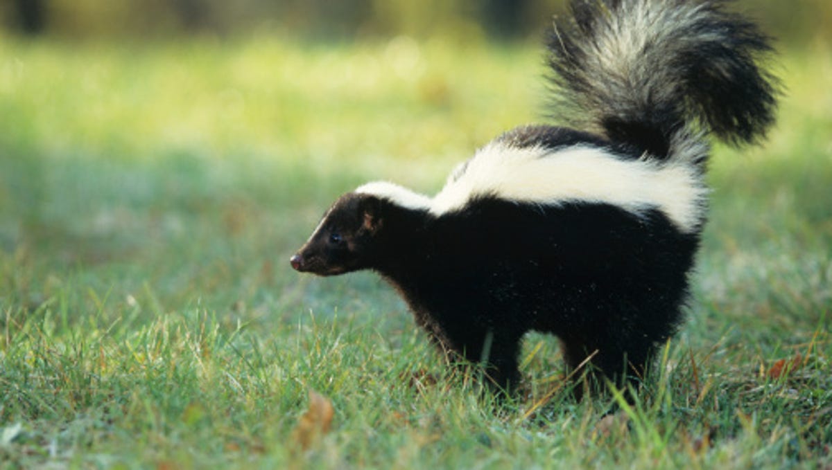 Skunks - Skunk Breeding Season Has Arrived Stalberttoday Ca, These types of skunks have a diet that consists of insects, small mammals (such as eggs and mice), and leafy greens.