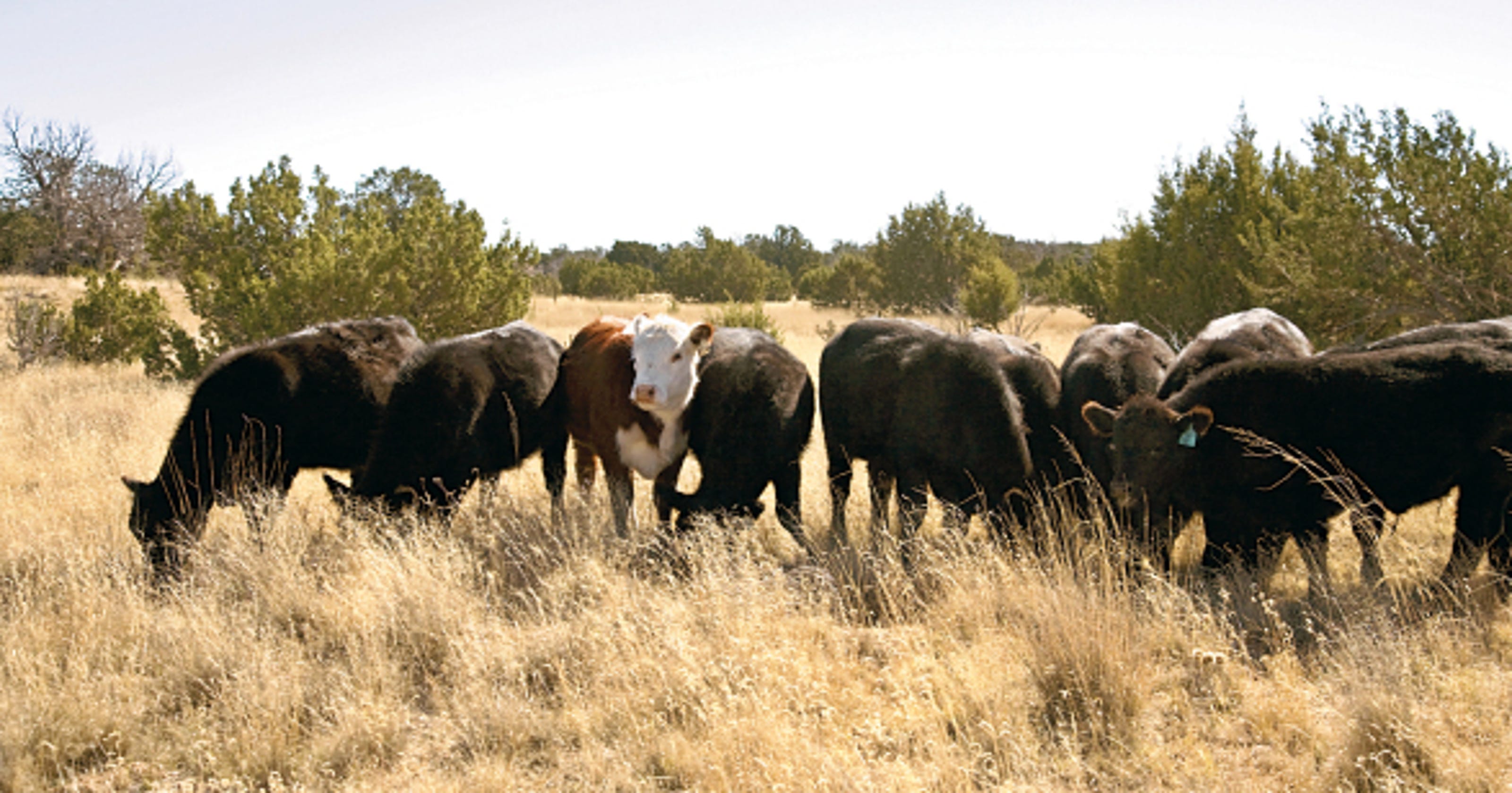 New tip line could help protect agriculture industry in ...