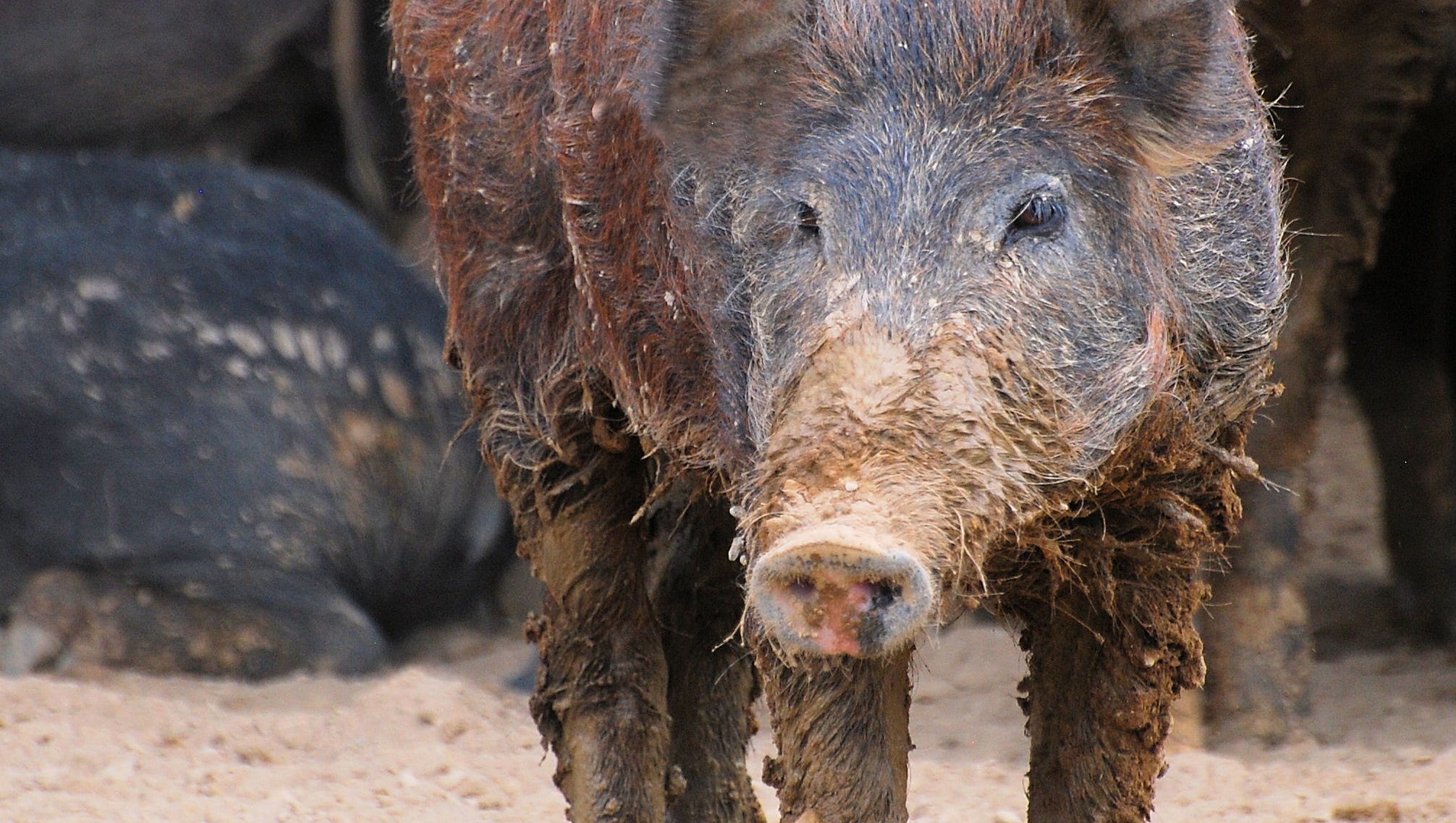 Feral pigs scattered in New Mexico as removal continues in rural areas