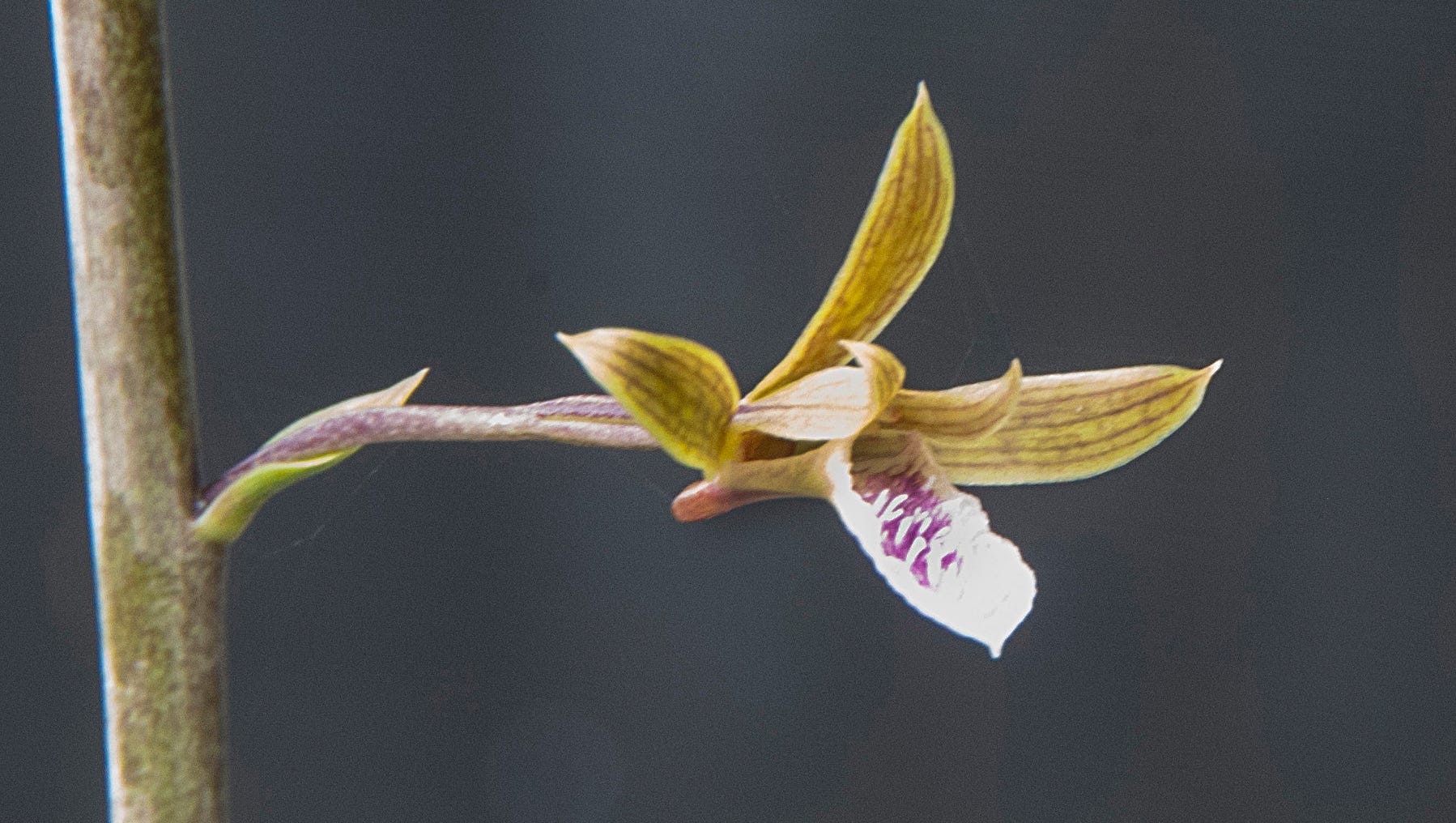 Invasive Chinese Crown Orchids Taking Over Florida Landscapes