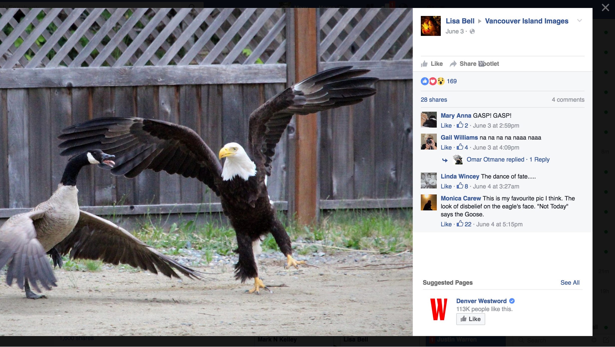 Woman captures epic battle between bald eagle and goose Woman captures epic battle between bald eagle and goose