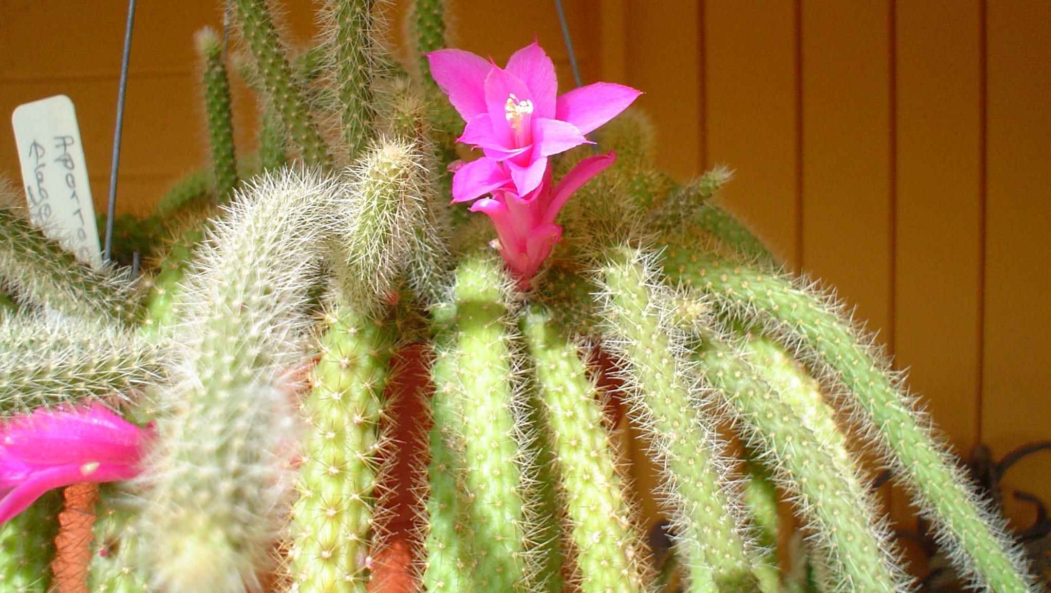 Rat Tail Cactus Plant