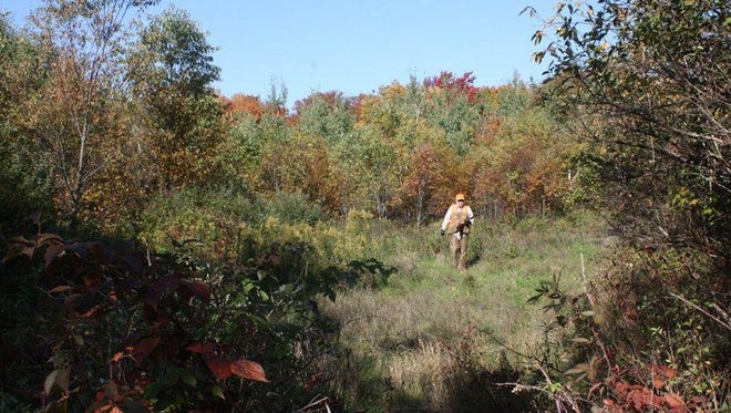 Hunters contend that this grouse cover is no place for motorized vehicles such as four-wheelers.