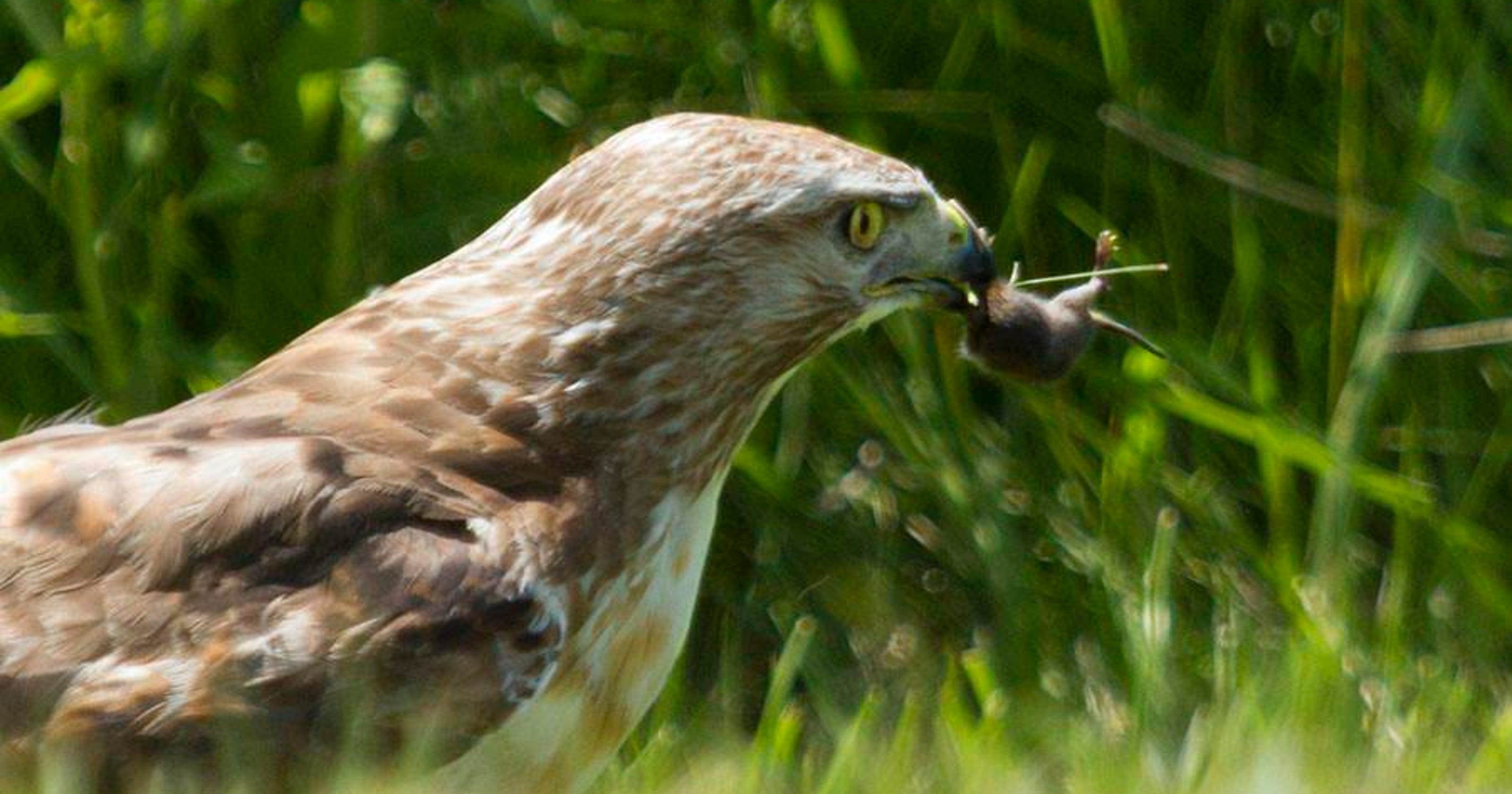 Wisconsin mice an important food source for hawks, other animals