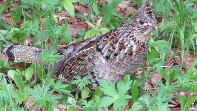 Outdoors Thunder Chicken A Concern For Pennsylvania Game Commission