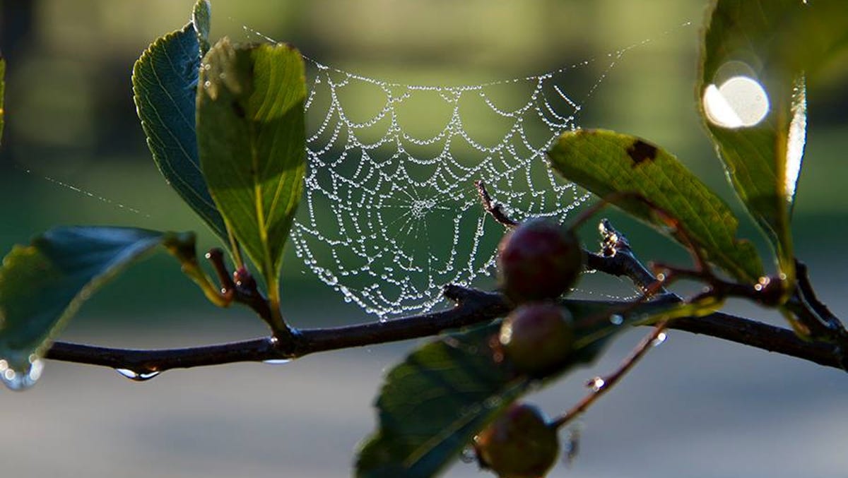 Spiders In Wisconsin Why To Think Twice Before Squashing