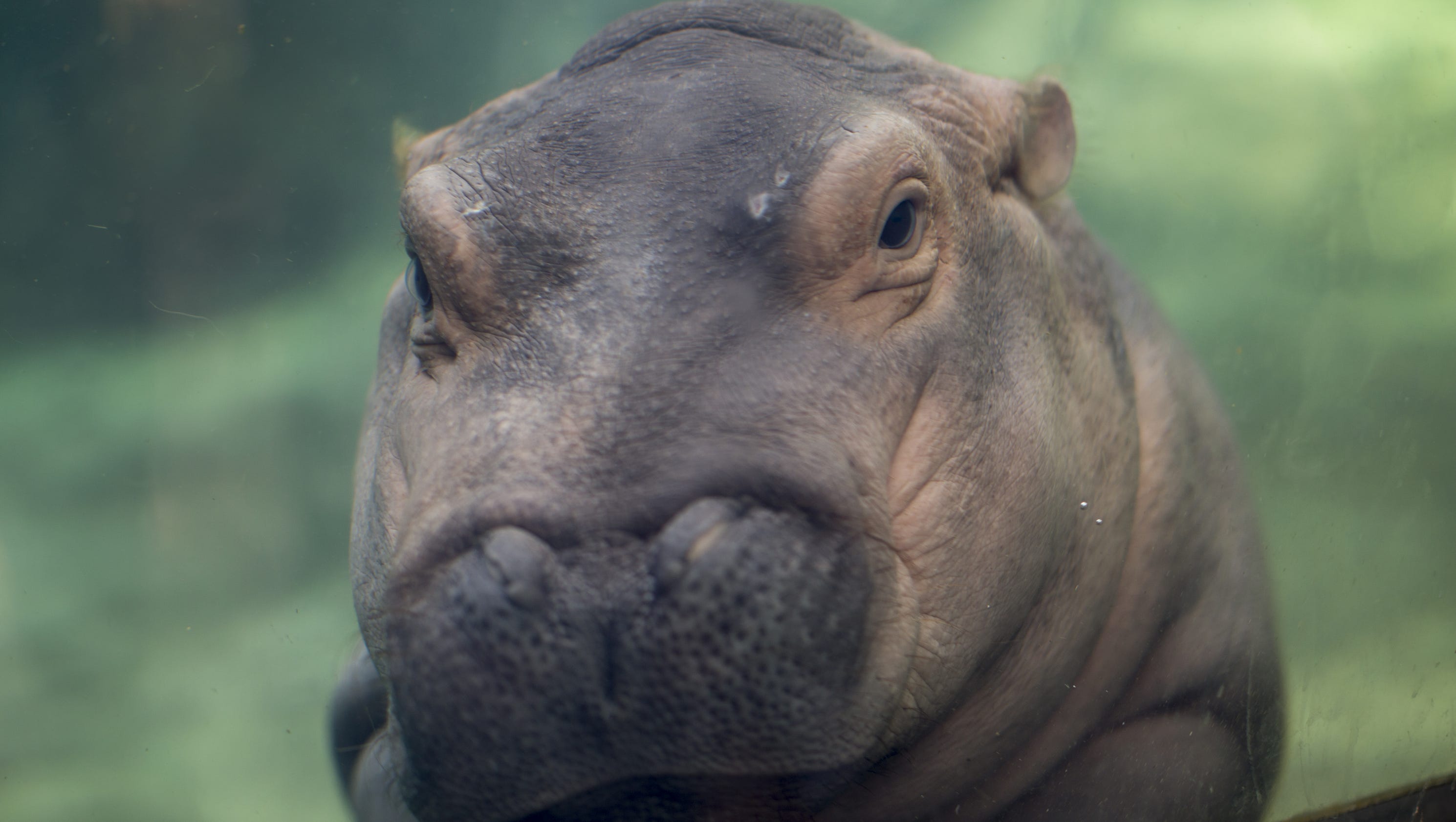 plush fiona hippo