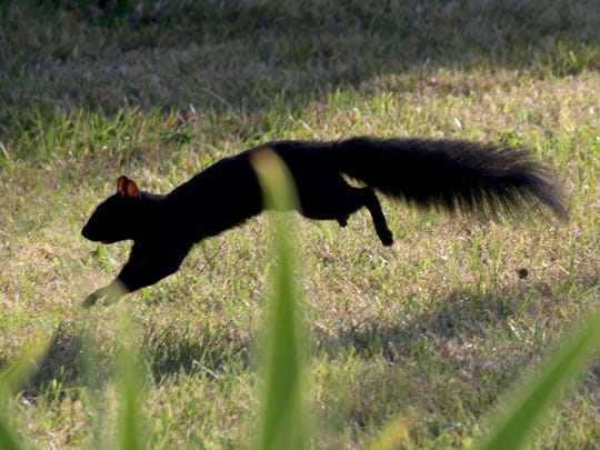 Download Black Squirrels In Michigan Popping Up In More Places Free Wallpaper Black Squirrels In Michigan Popping Up In More Places HD