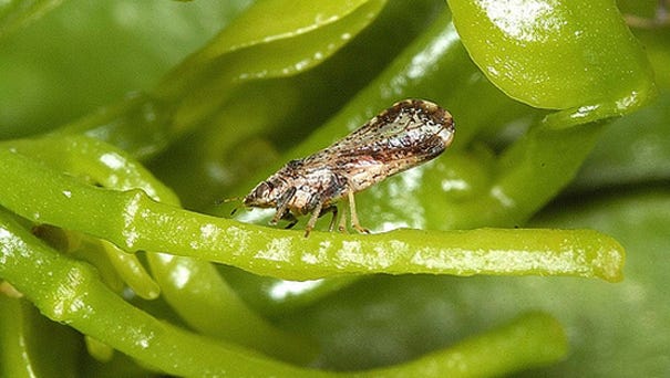 Adult Asian citrus psyllid. Named for its green, misshapen fruit, citrus greening disease has destroyed millions of acres of citrus plants around the world. It is spread by a disease-infected insect, the Asian citrus psyllid, and has put the future of America’s citrus at risk.