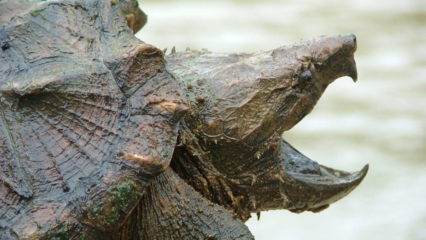 spiky turtle dinosaur