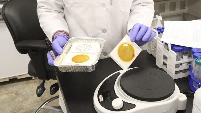 Bacteria cultures are prepared for testing for salmonella at a northeast Ohio laboratory in 2019.