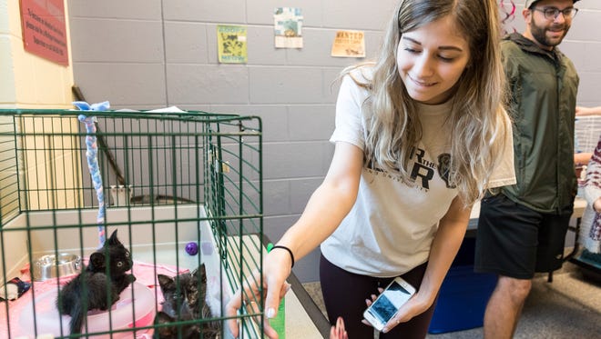 Michigan Humane Society holds a kitten baby shower