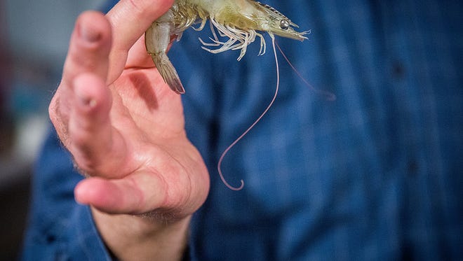 Jason Hahn holds up a shrimp that jumped out of one of his tanks at Blue Barn Shrimp south of Muncie on Wednesday morning. He sells shrimp that escape the tanks for bait.