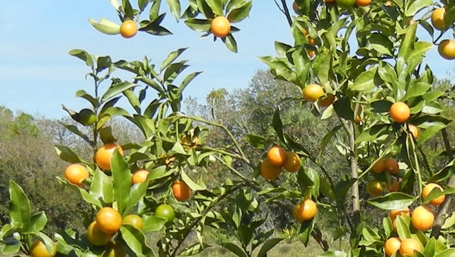 Citrus greening can impact all types of citrus.