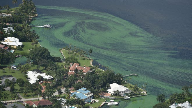 Algae blooms plague the St. Lucie River estuary in Martin County on Friday June 24, 2016.