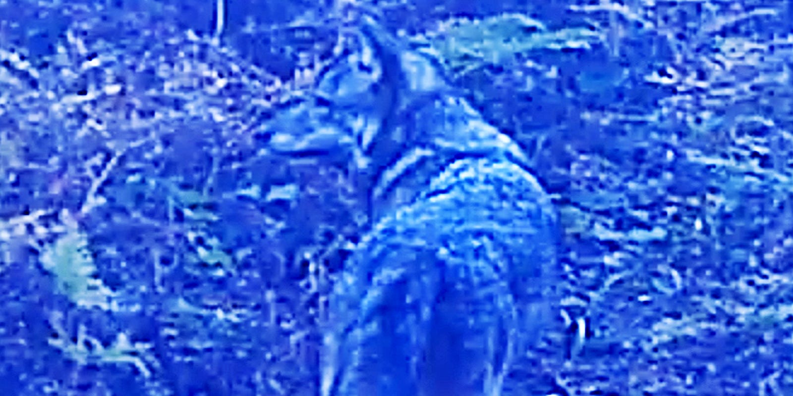 New Information about Isle royale | Interactive Worksheet by ...