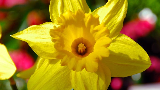 The Dutch Master daffodil is similar to the King Alfred Trumpet Narcissus Daffodil. Both are a bright yellow spring flower.