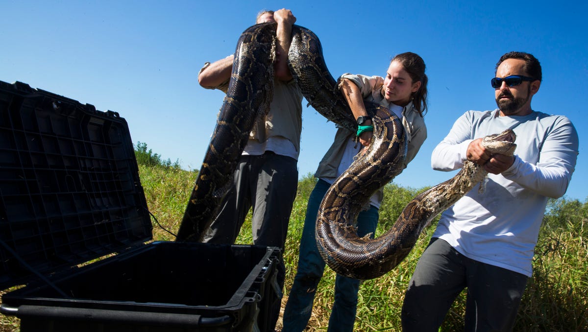 Photos: Conservancy snake team tracks, captures and studies pythons