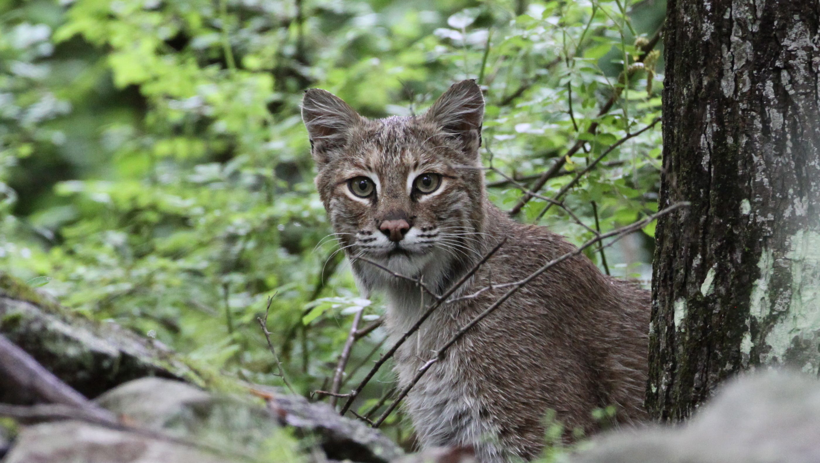 NJ has bobcats? Yep – and here&#39;s a way to save them