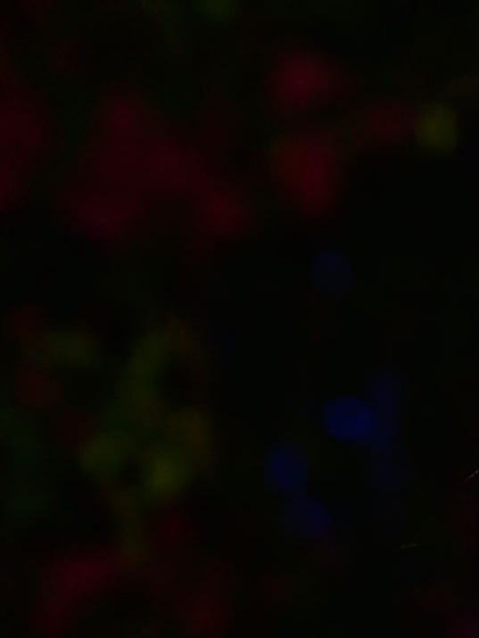 Could Gina Carano join Ronda Rousey in the UFC?