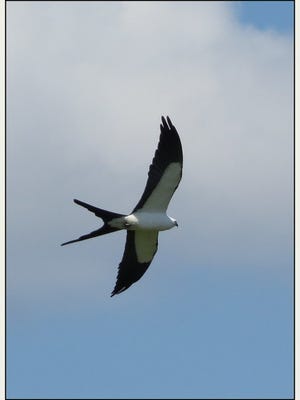 France Paulsen saw this swallow-tailed kite on a trip with  the Caloosa Bird Club to STA5. "We were blessed with half a dozen of swallow-tailed kites," France wrote, "a joyous day for sure."