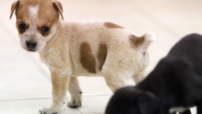 Palm Springs Delays Decision On Puppy Mills Backyard Breeding