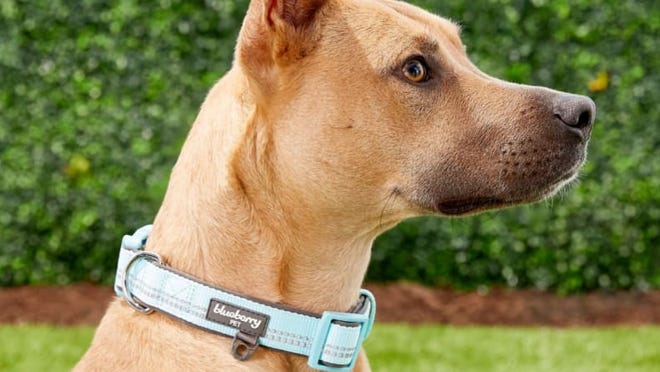 This collar is sturdy and stylish, and it comes in several sizes.