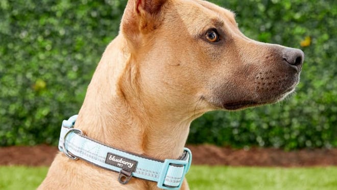 20 Essential Pet Accessories for You : Pet Items for New Dog Owners 21 This collar is sturdy and stylish, and it comes in several sizes.