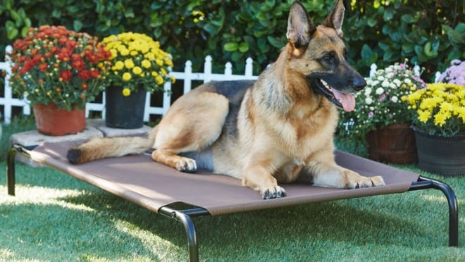 20 Essential Pet Accessories for You : Pet Items for New Dog Owners 23 This is one of the best dog beds for chewers!