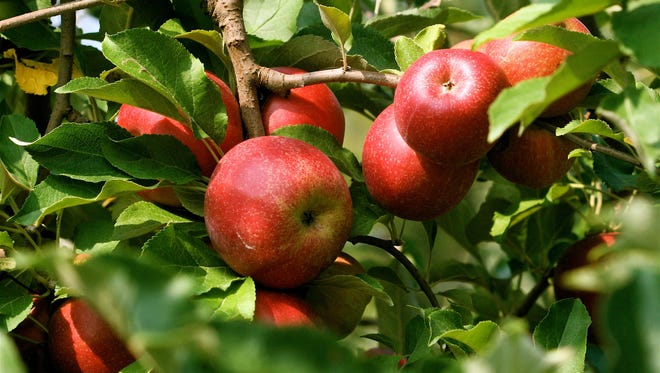 Organic apples are seen at an orchard near Timberville, Va. Cider is considered one of the next big beverages in Oregon.